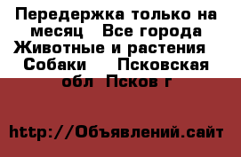 Передержка только на месяц - Все города Животные и растения » Собаки   . Псковская обл.,Псков г.